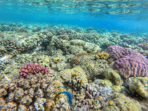 Foto profissional grátis de coral, gopro, mar vermelho