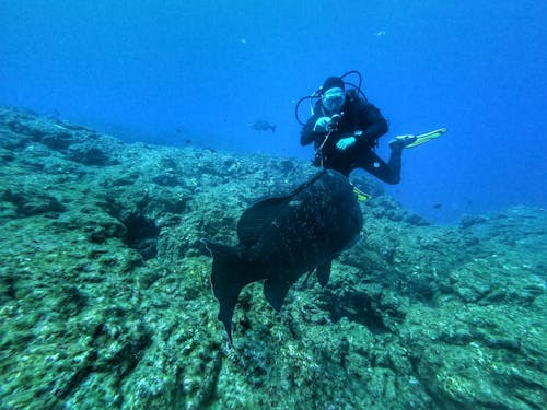 Person in Black Wet Suit Under Water