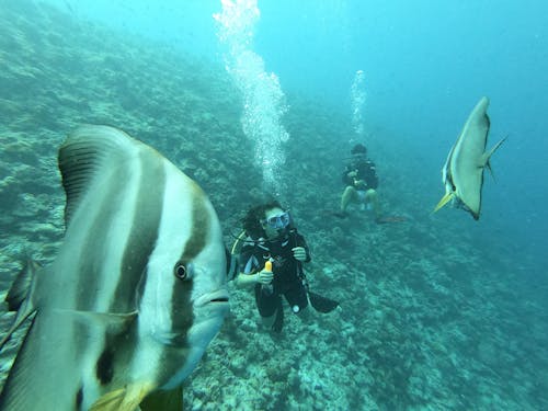 Man in Black Wet Suit Under Water near Black and White Fish