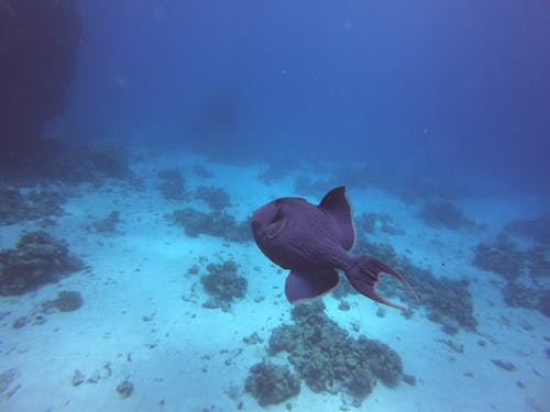 Foto stok gratis laut merah, menyelam, mergulho