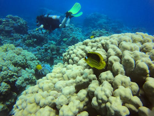 Foto profissional grátis de coral, Egito, mar vermelho
