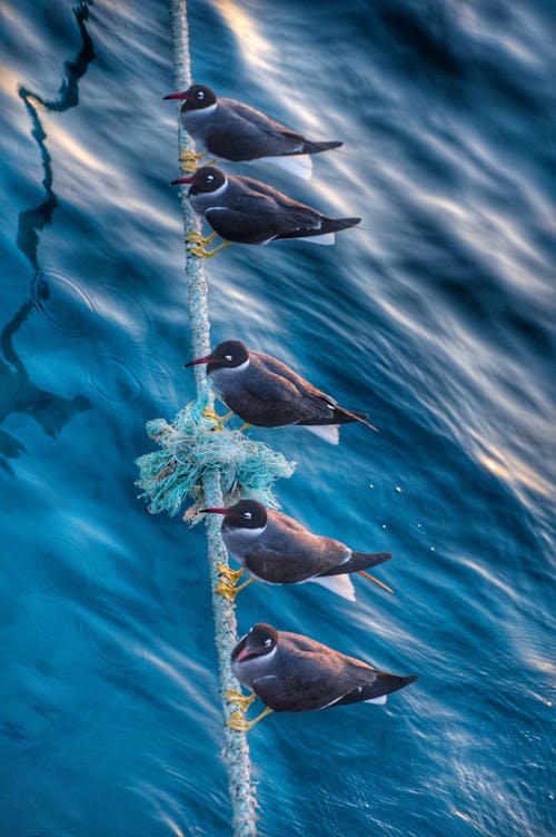 Foto stok gratis burung, kehidupan laut, laut merah