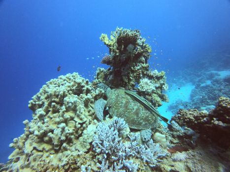 Colorful underwater scene of a sea turtle exploring a thriving coral reef in the Red Sea.
