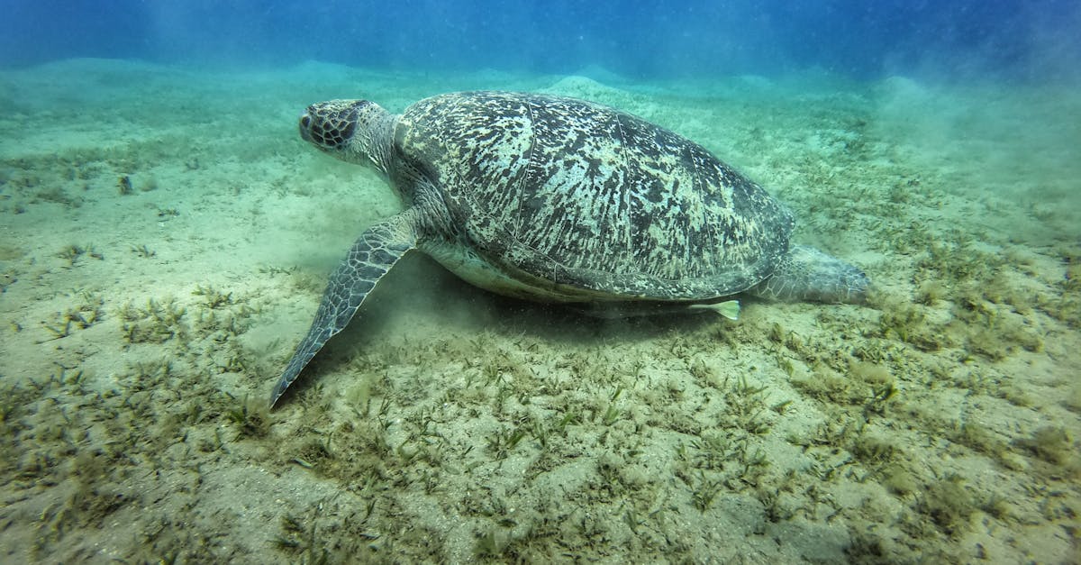 揭秘濟州島海女的生活秘訣 7個行動助你調校DNA 擁有長壽與健康