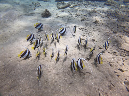 Free Yellow and Black Fish on the Beach Stock Photo
