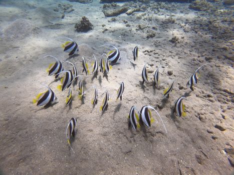 fish photo