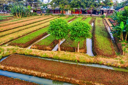 Free Aerial view of vibrant farmland showcasing green crops and irrigation in Banten, Indonesia. Stock Photo