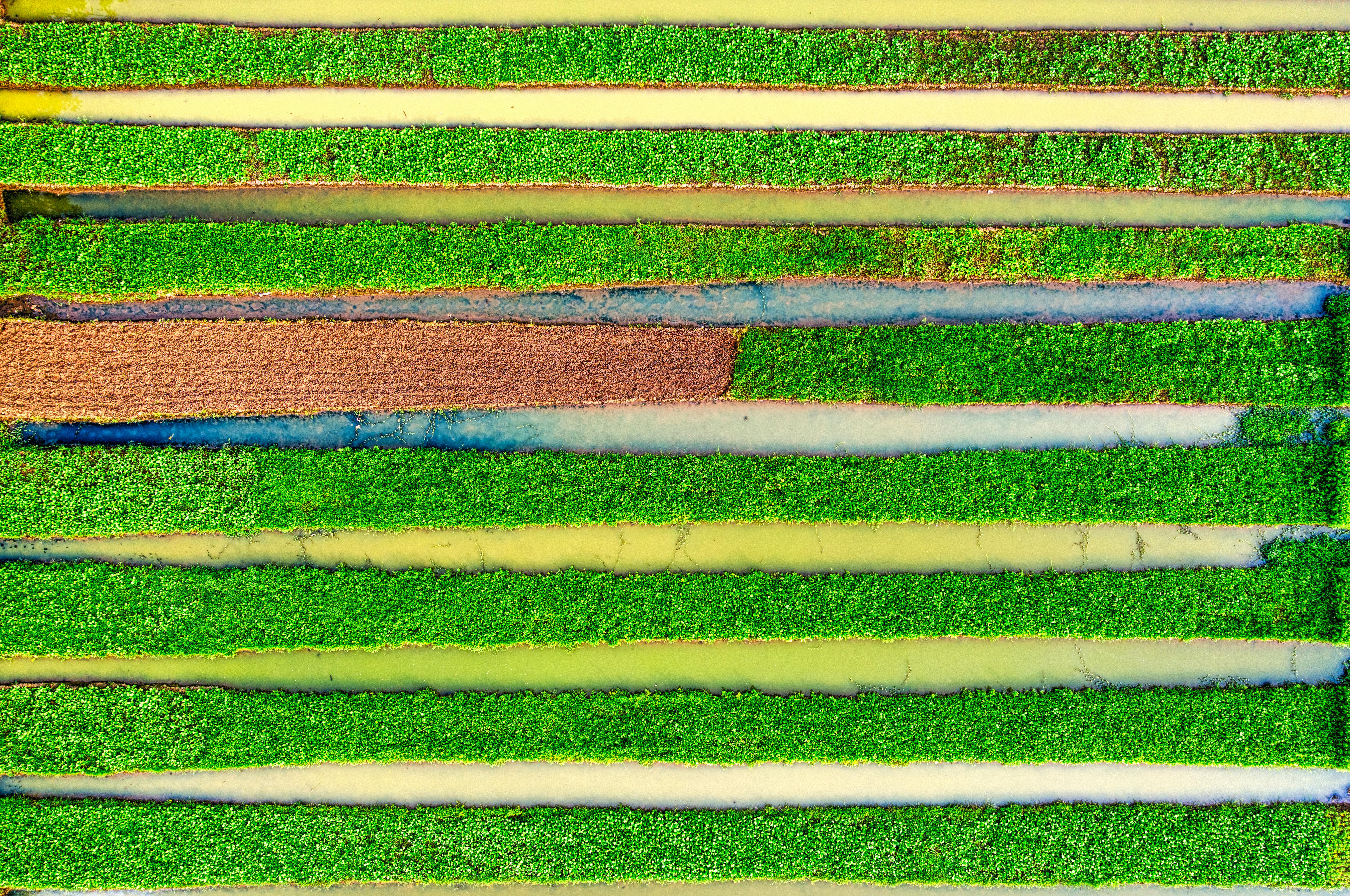 Miễn phí Ảnh lưu trữ miễn phí về cận cảnh, cánh đồng lúa, canh tác Ảnh lưu trữ