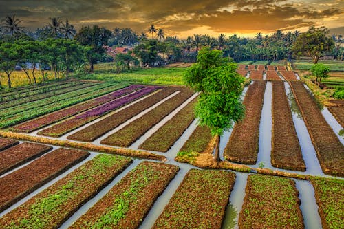 Foto stok gratis bidang, di luar rumah, Indonesia