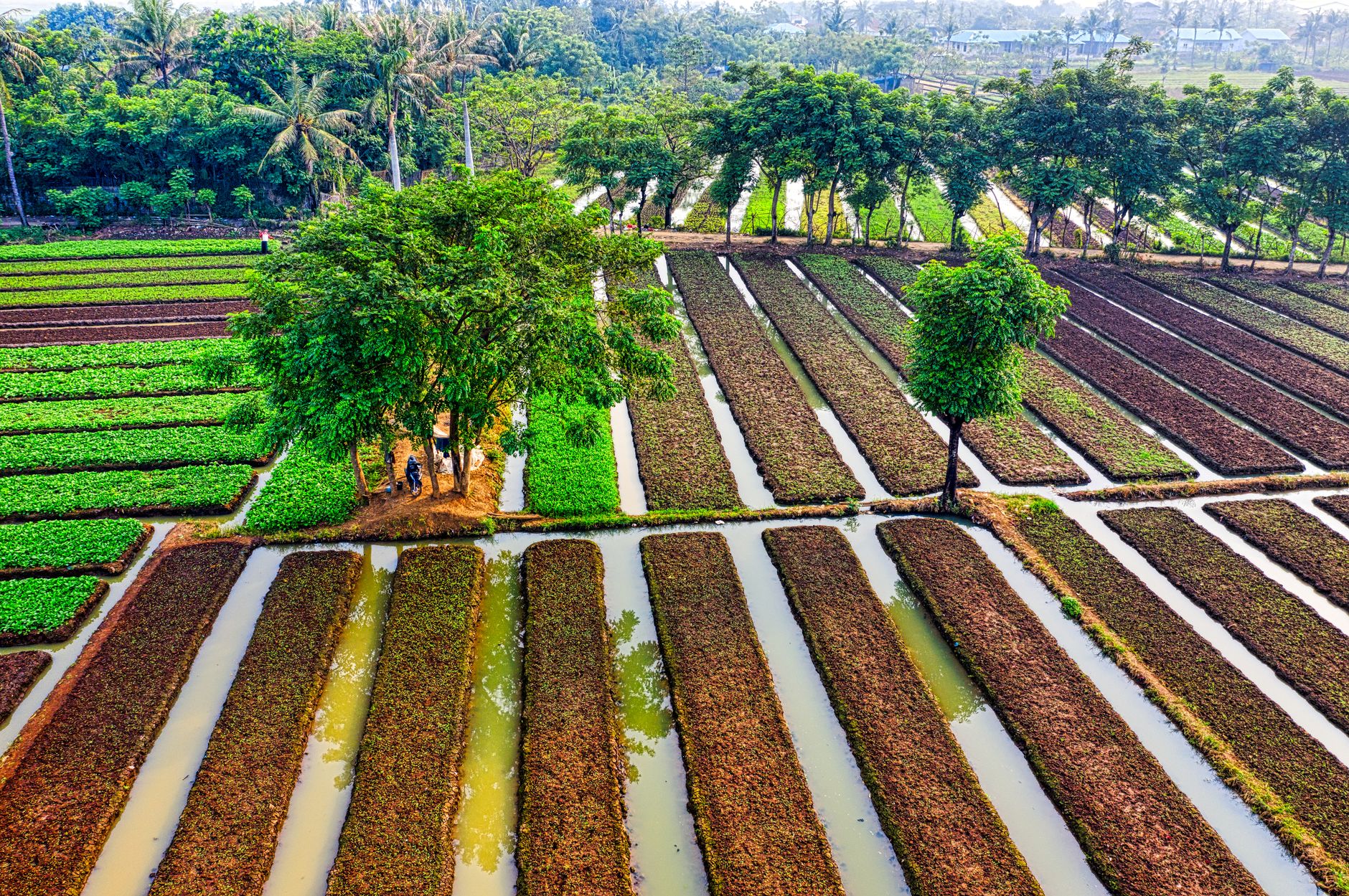 Upaya Pemkab Deli Serdang Tingkatkan Produksi Bawang Merah di Namorambe