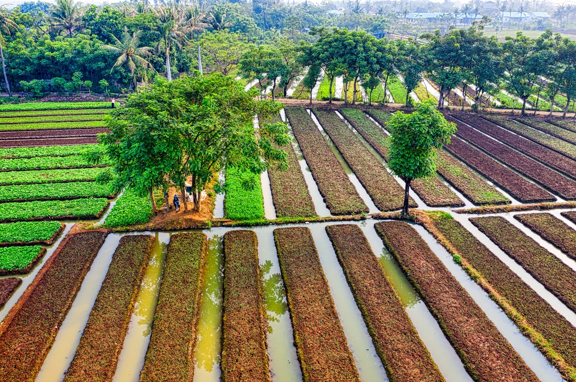 Бесплатное стоковое фото с вид с квадрокоптера, вид сверху, выращивание