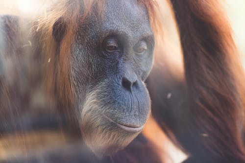 Close Up Headshot Of An Orangutan 