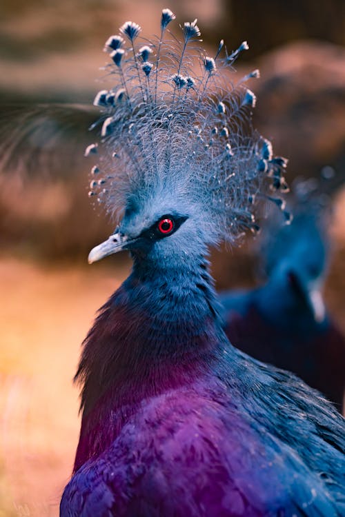 бесплатная Бесплатное стоковое фото с голубой венценосный голубь, голубь, животное Стоковое фото