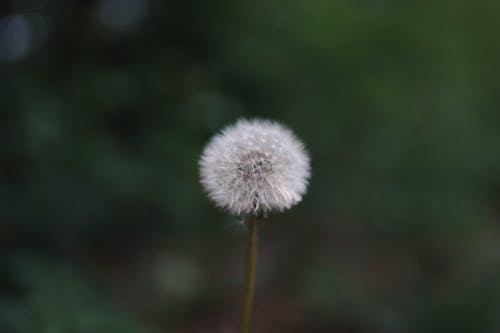 Gratis arkivbilde med blomst, blomsterhodet, buketter