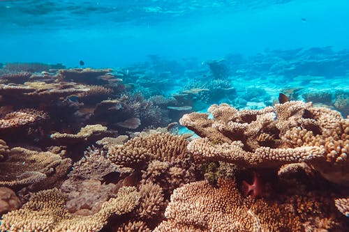 Free A Beautiful Underwater Coral Reef Stock Photo