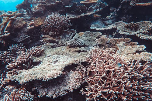 Free Brown Underwater Coral Reef  Stock Photo