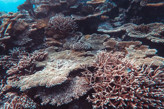 Vibrant coral reef teeming with marine life underwater.