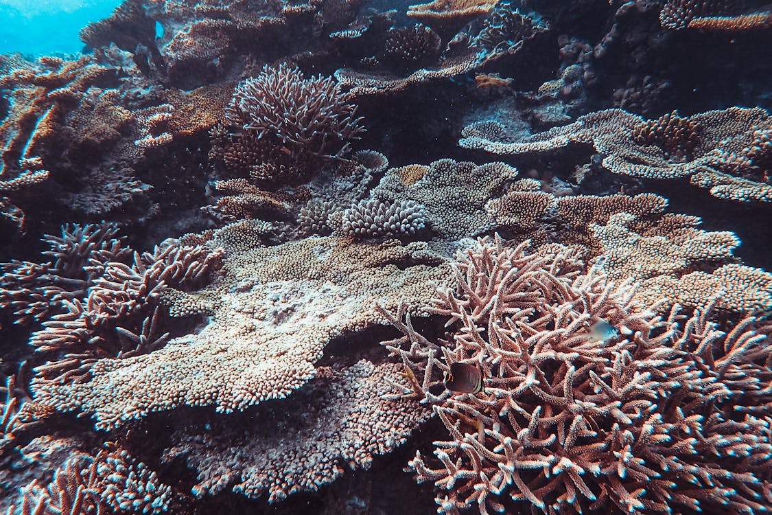 Foto profissional grátis de água salgada, corais, embaixo da água