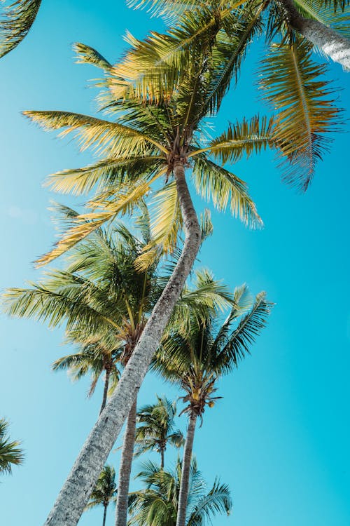 Coconut Trees Under White Sky · Free Stock Photo