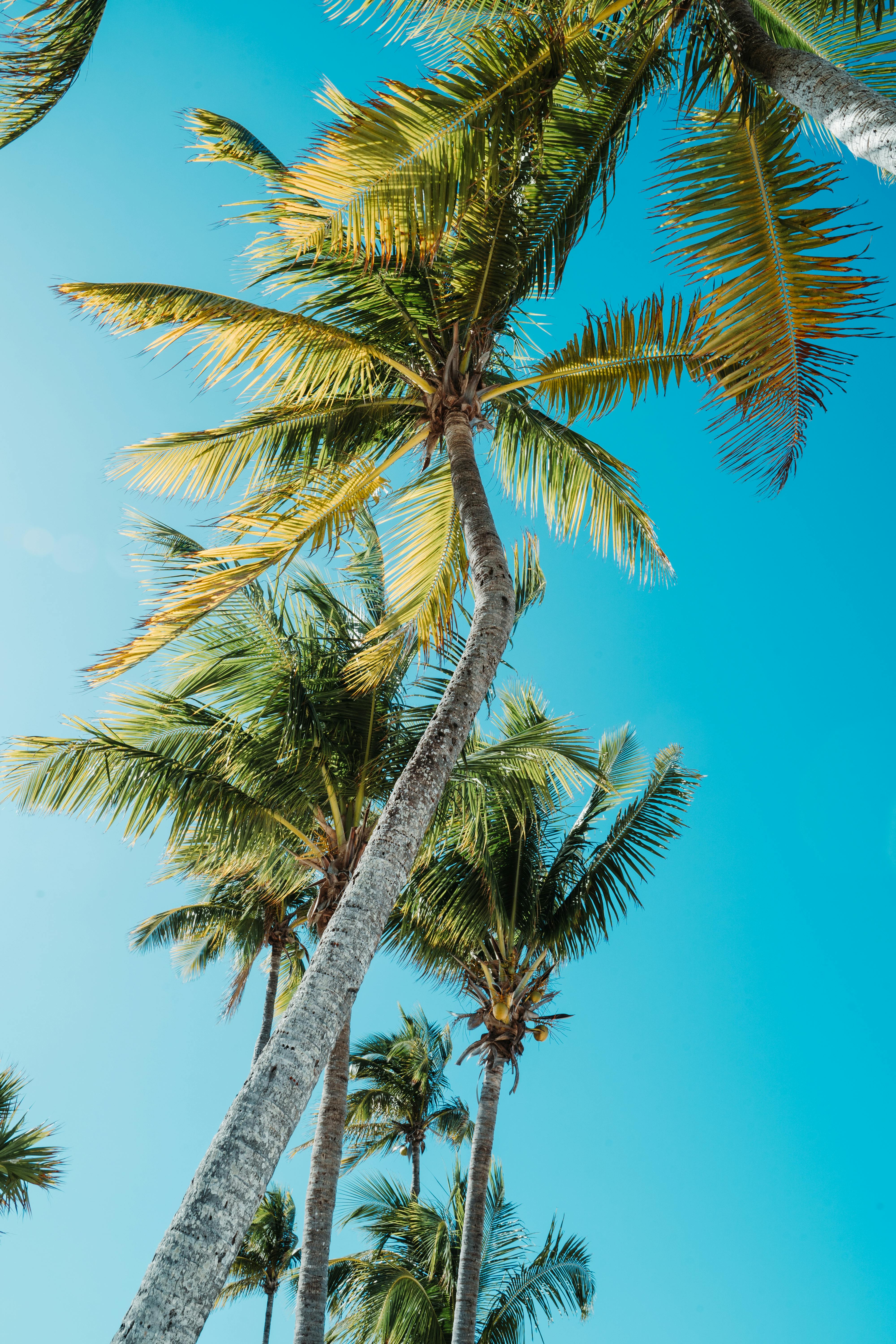 palm trees tumblr iphone wallpaper