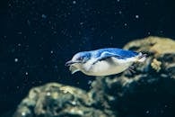 一只小蓝企鹅在水下游泳的特写镜头，展示水生野生动物