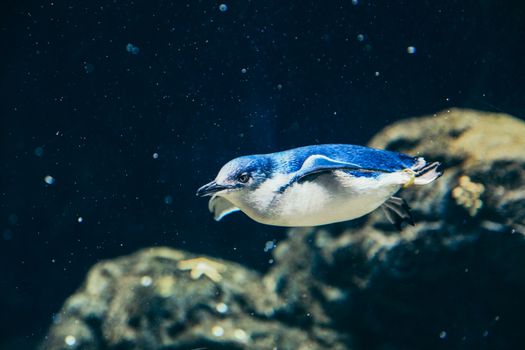 特写镜头展示了一只小蓝企鹅在水下游泳的水生野生动物画面