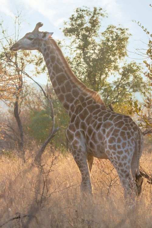 Free A majestic giraffe roaming the sunlit savanna in Hammanskraal, South Africa. Stock Photo