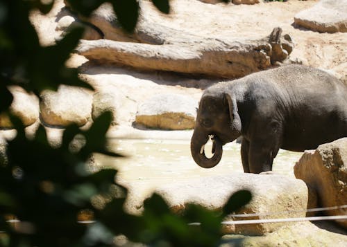 Kostenlos Kostenloses Stock Foto zu asiatisch, asiatischer elefant, bulle Stock-Foto