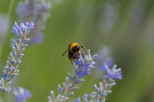 Gratis Immagine gratuita di ape, avvicinamento, impollinazione Foto a disposizione
