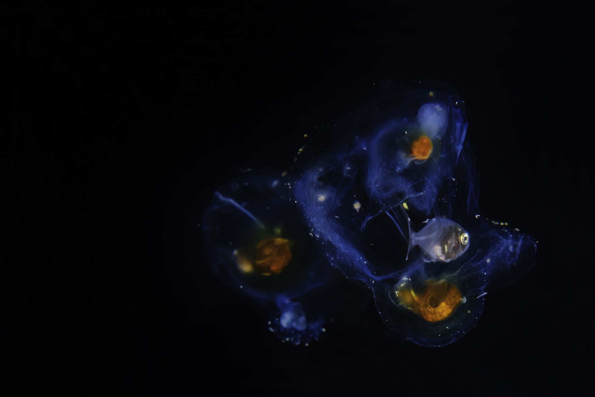 Stunning underwater photograph featuring a fish and jellyfish in a dark, mysterious setting.