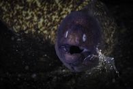 A Giant Eel With A Cleaner Shrimp