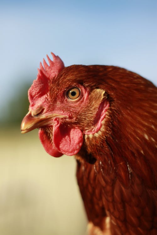 Brown Chicken in Close Up Photography