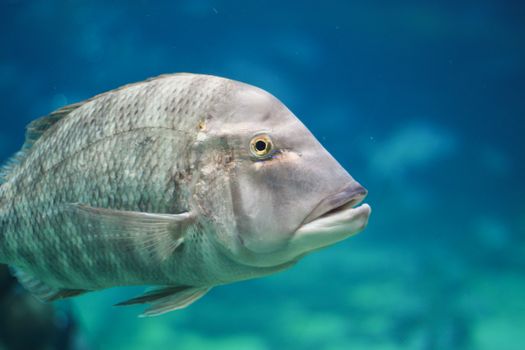 Detailed shot of a Spangled Emperor (Lethrinus nebulosus) fish swimming underwater.
