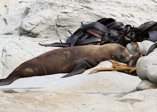 A Sea Lion Sleeping On A Rock