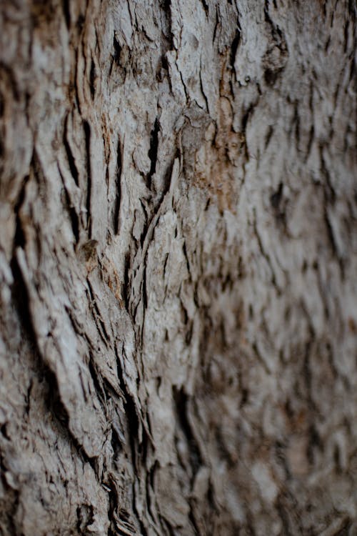 Close Up of Tree Trunk