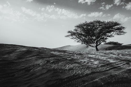 

A Grayscale of a Tree in a Desert