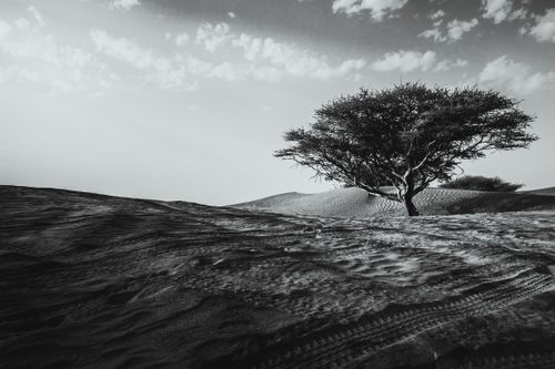 Free A lone tree stands amidst the sand dunes of Sharjah, captured in a dramatic monochrome scene. Stock Photo