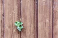 Green Leaf on a Brown Fence