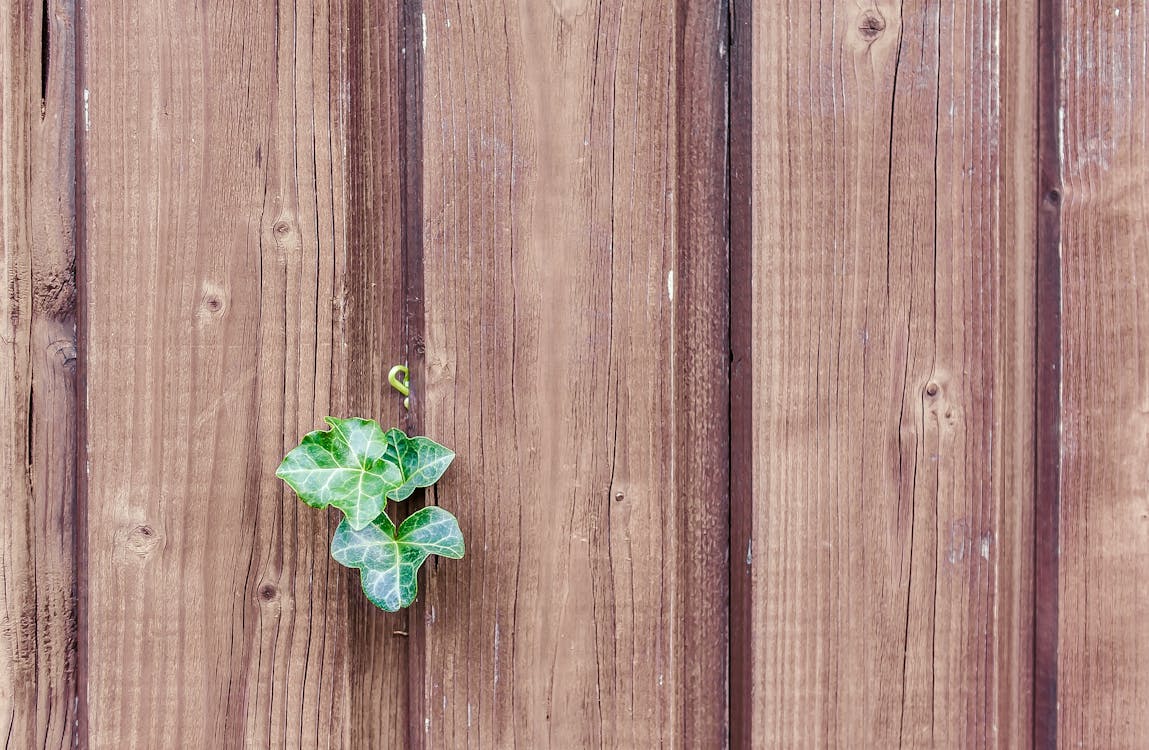 Free Green Leaf on a Brown Fence Stock Photo