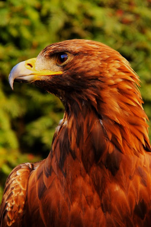 Brown White and Yellow Bird