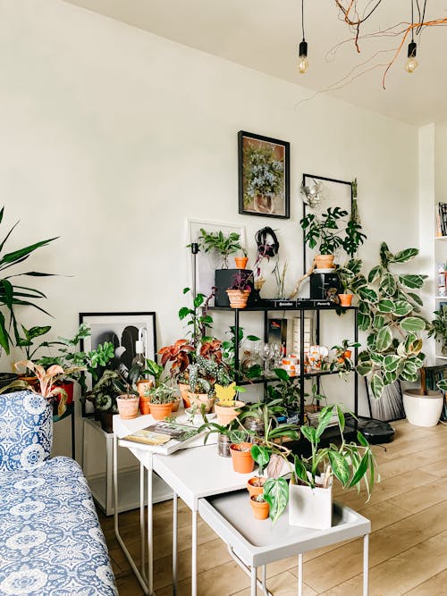 Interior of living room with different flower plants growing in various pots in soft daylight