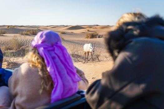 A captivating scene of an oryx in the desert, observed by tourists on a safari tour.