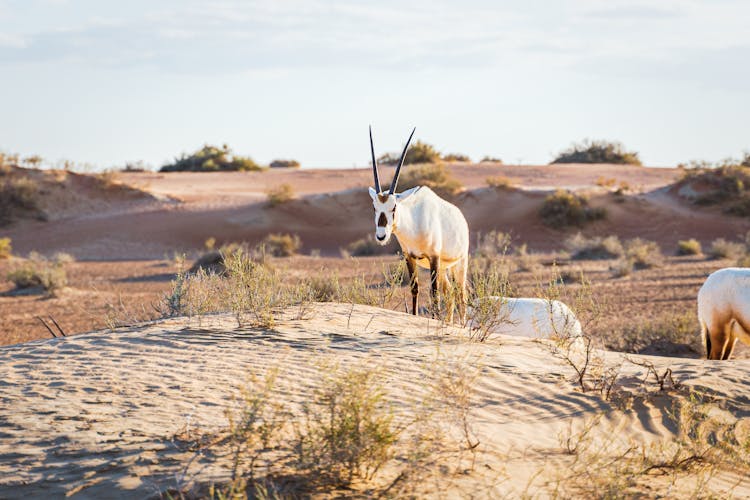 
An Oryx In The Wild