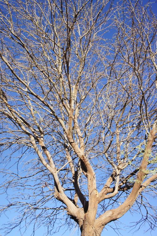 Free stock photo of azul, blue, tree Stock Photo