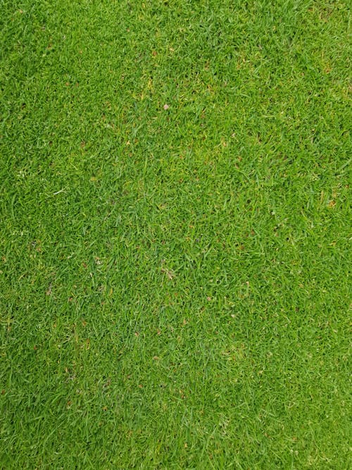 Gratis Immagine gratuita di erba, golf, verde Foto a disposizione