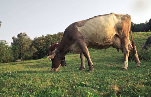 Brown Cow Grazing on Green Grass Field