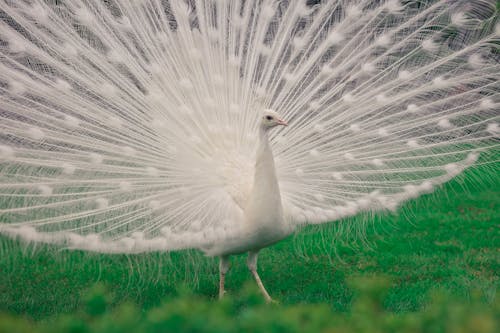 White Peacock With Open Feathers