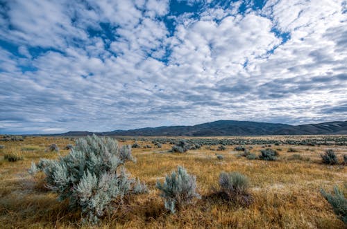 Picturesque landscape of steppe with small bushes and dry grass against hills at daytime