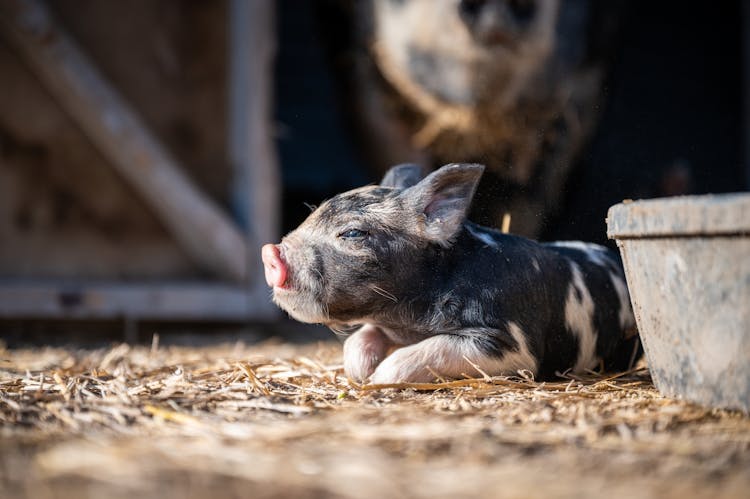 A Piglet Lying On Hay