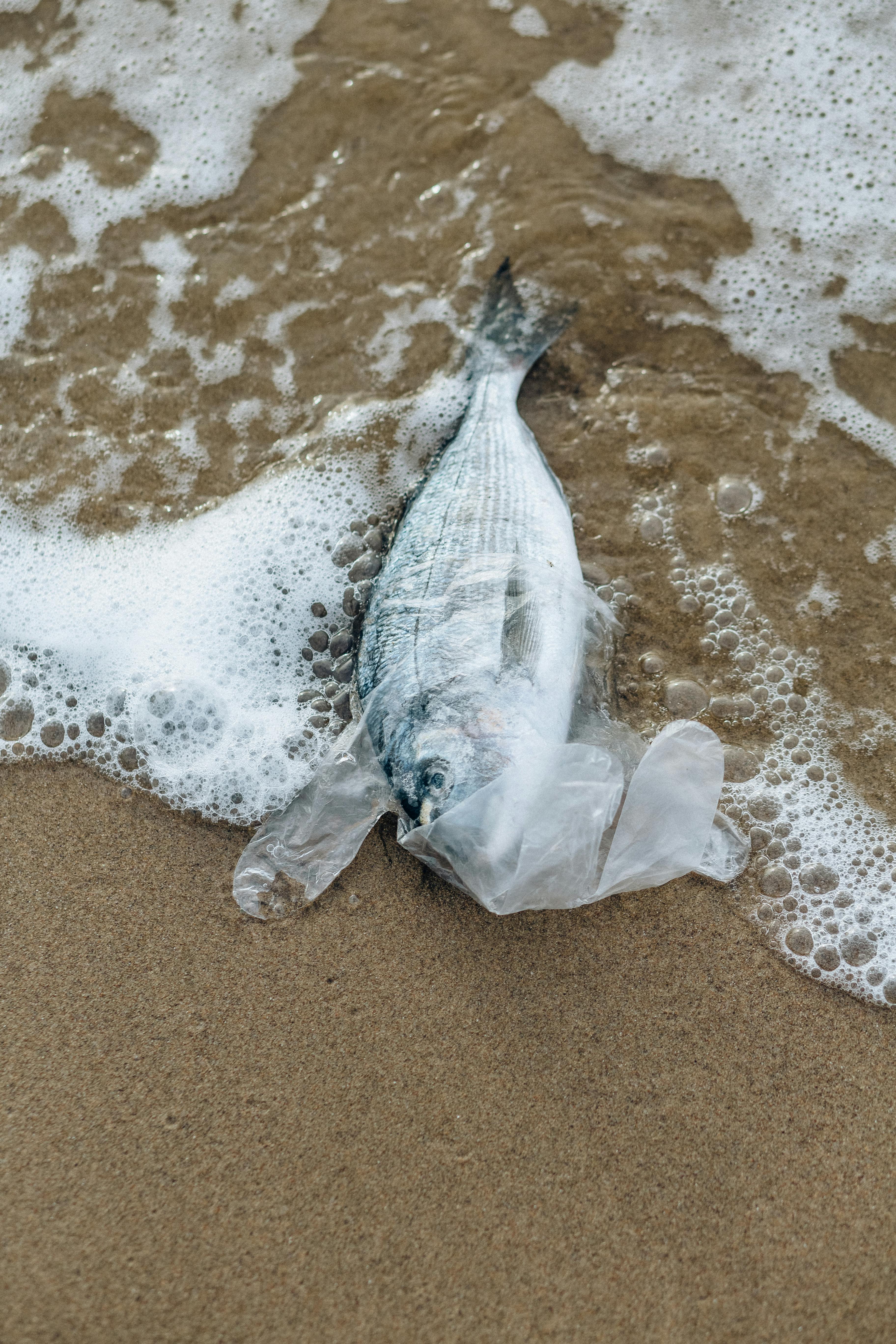 Fish in a Clear Plastic on Seashore · Free Stock Photo
